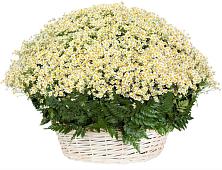 Цветочная композиция из Ромашки в корзине #REPLACE_PRED# Отрадной Краснодарский край
